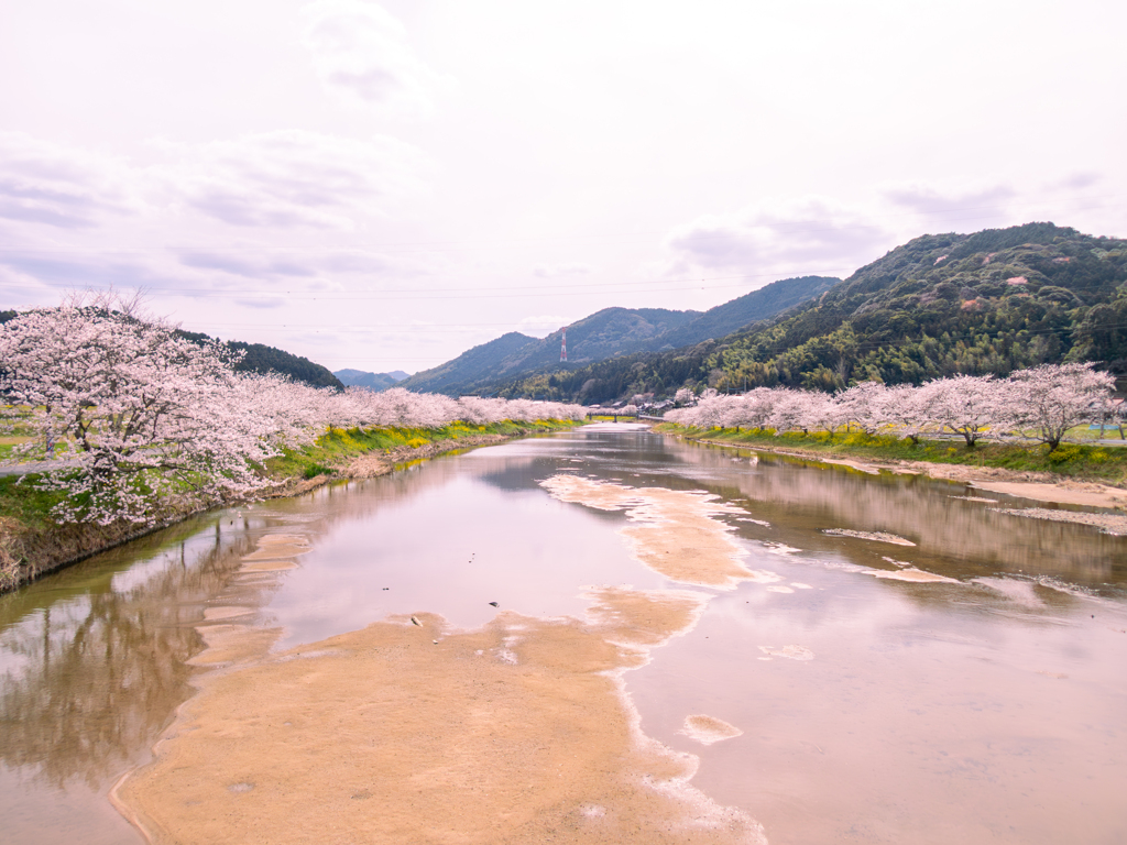 川岸の桜