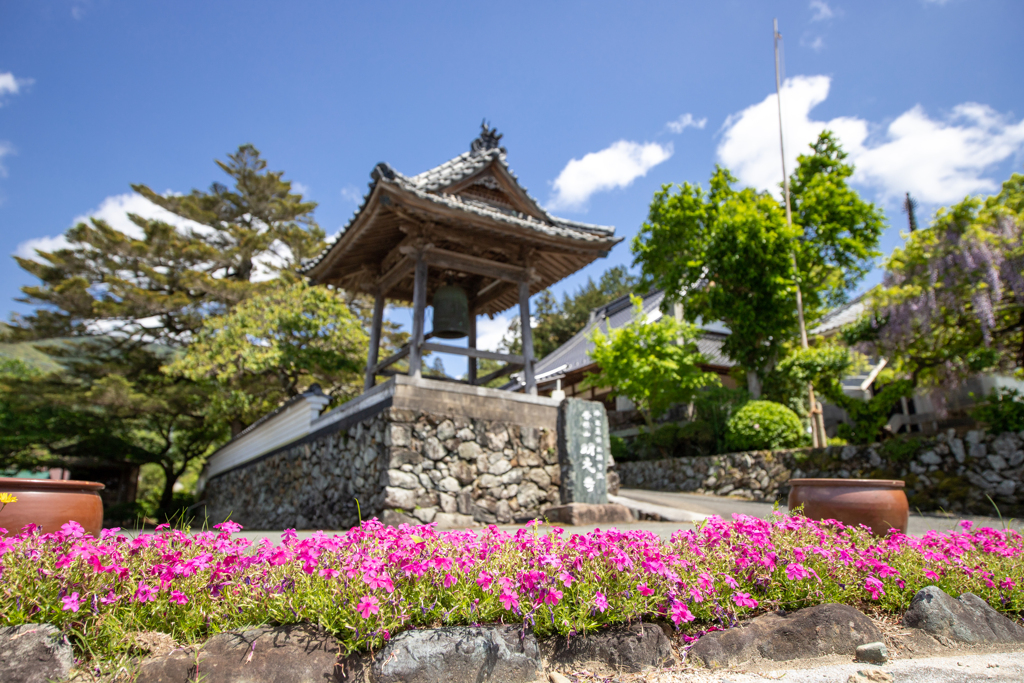 お寺の芝桜