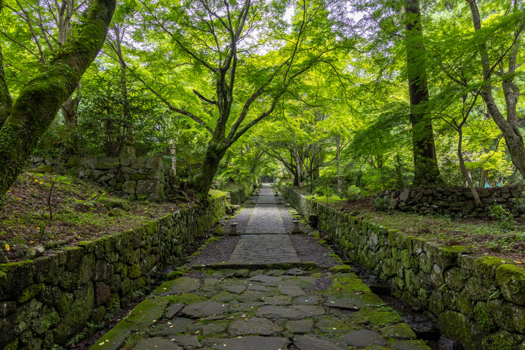 Green Tunnel