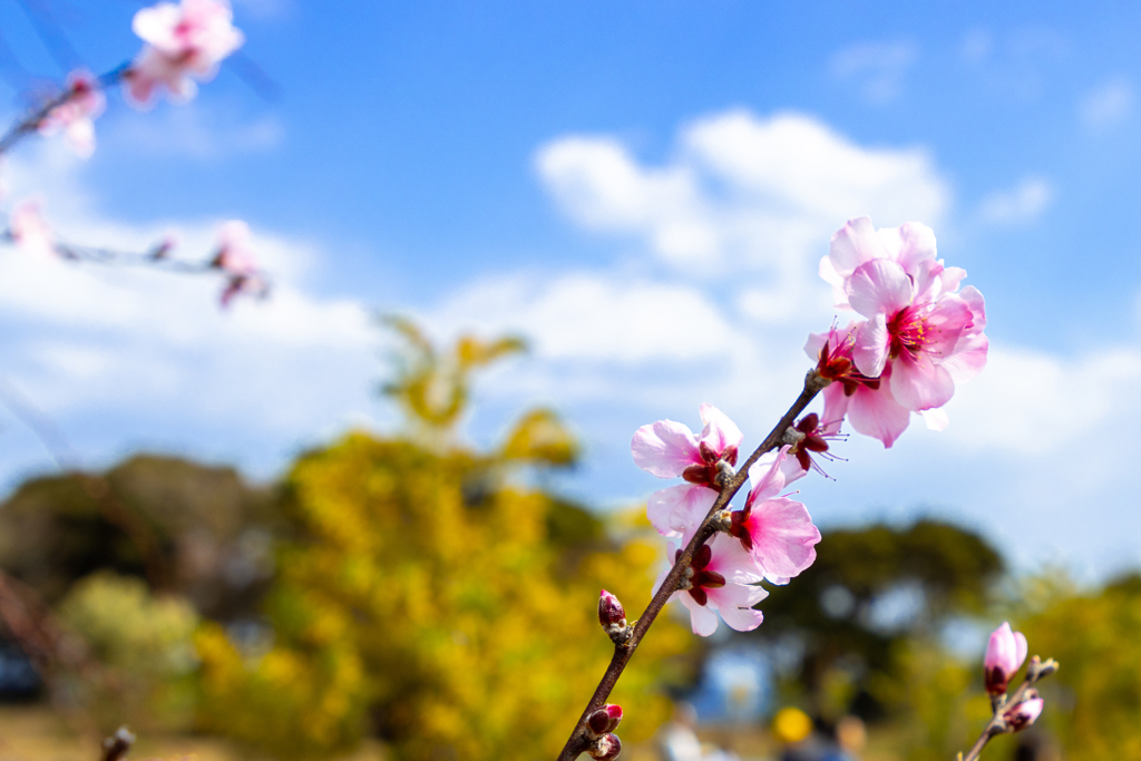 去年の春