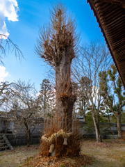 この木、何の木、気になる気になる