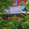 木々の緑に囲まれて