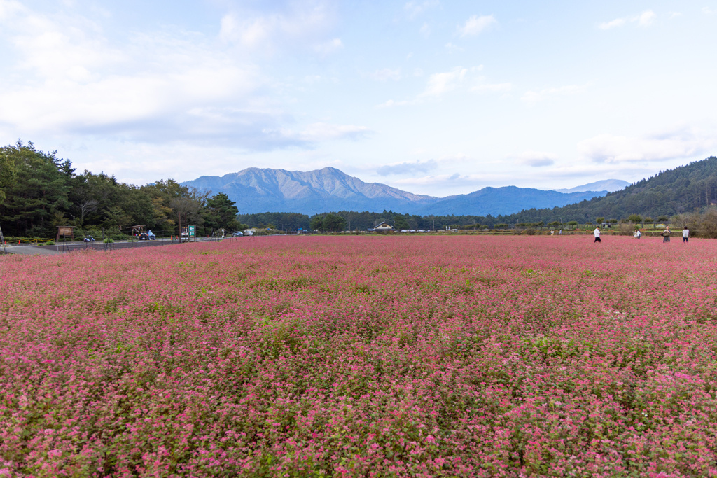 花の都公園の赤蕎麦の花