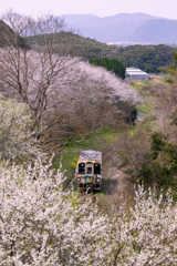 平成筑豊鉄道の春