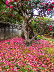 山茶花の花絨毯