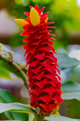 植物園の花