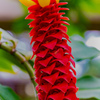 植物園の花