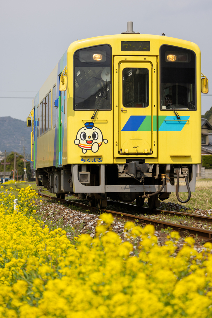 菜の花がお召し物に色を添えています