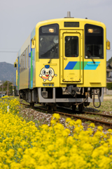 菜の花がお召し物に色を添えています