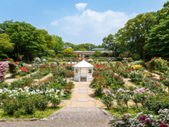 福岡市植物園のバラ園