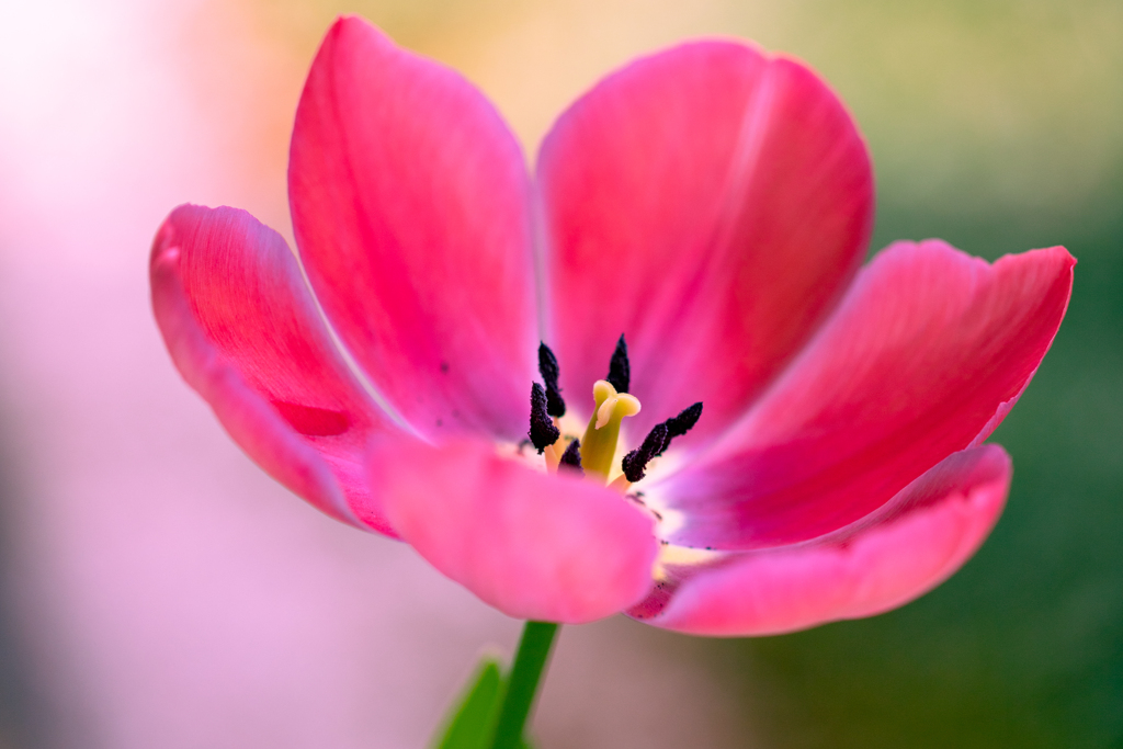 Is this tulip?
