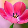 Is this tulip?