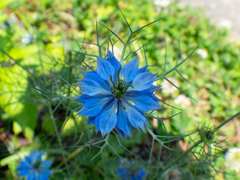 路傍の花