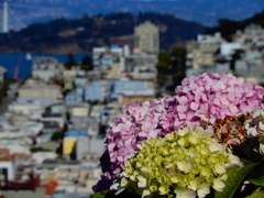 紫陽花と街