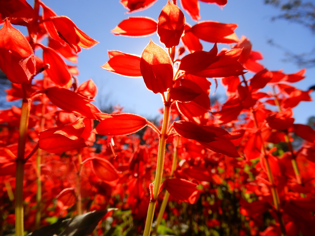 紅い花