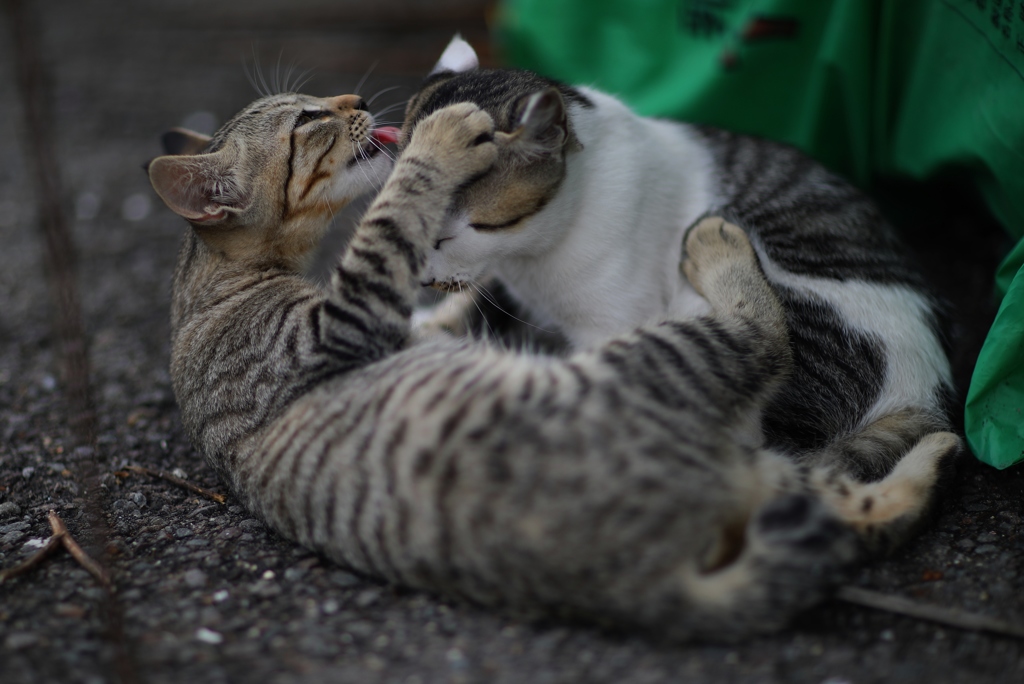 猫1