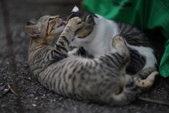 猫1