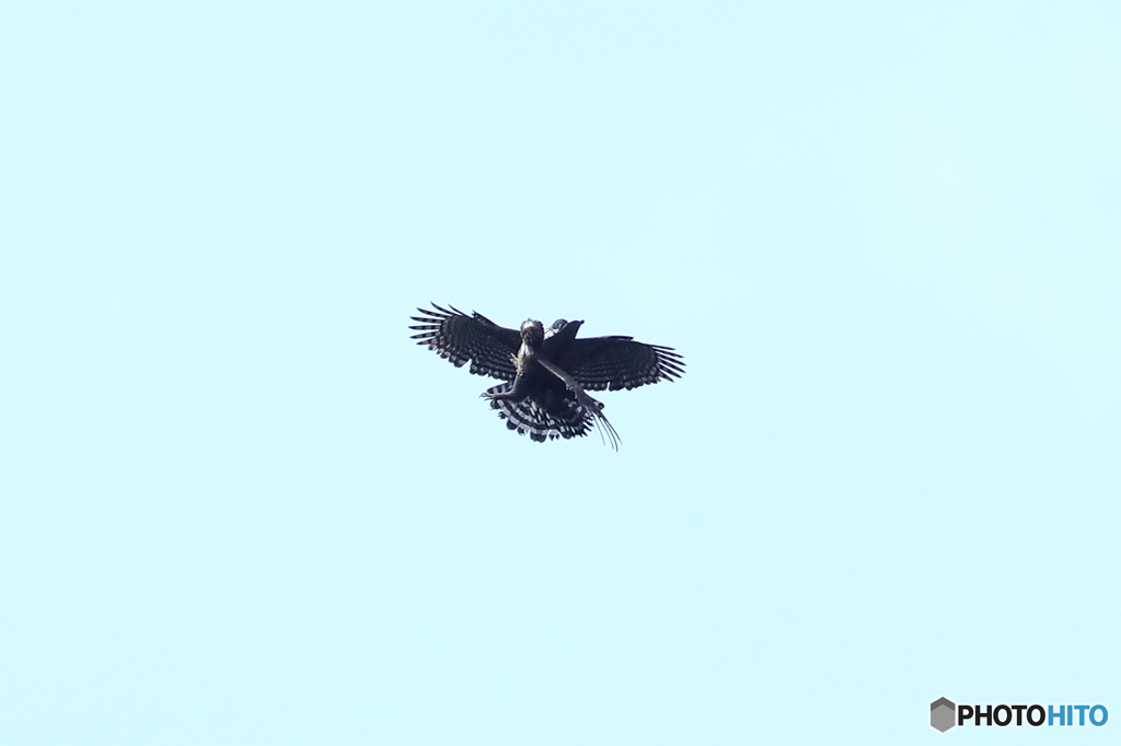 熊鷹ディスプレー