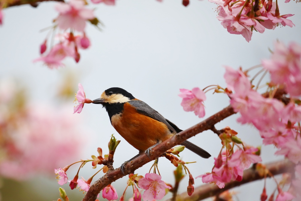 河津桜3