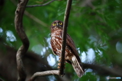 アオバズクの成鳥