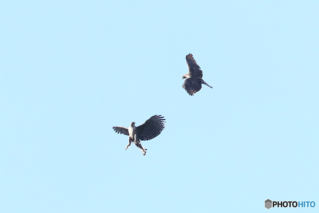 熊鷹ディスプレー