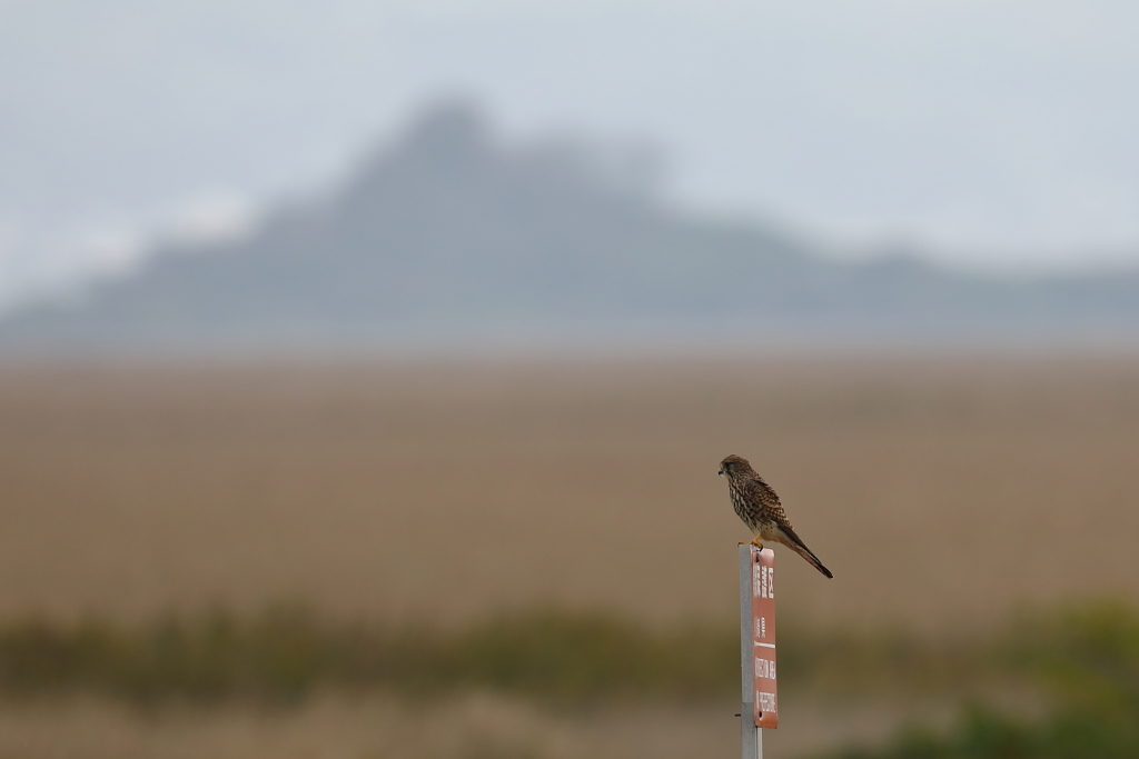 チョウゲンボウ4