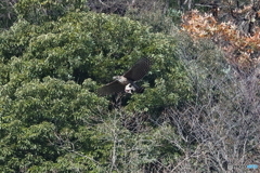 熊鷹とウサギ