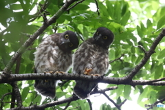 アオバズクのちびっ子