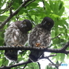 アオバズクのちびっ子