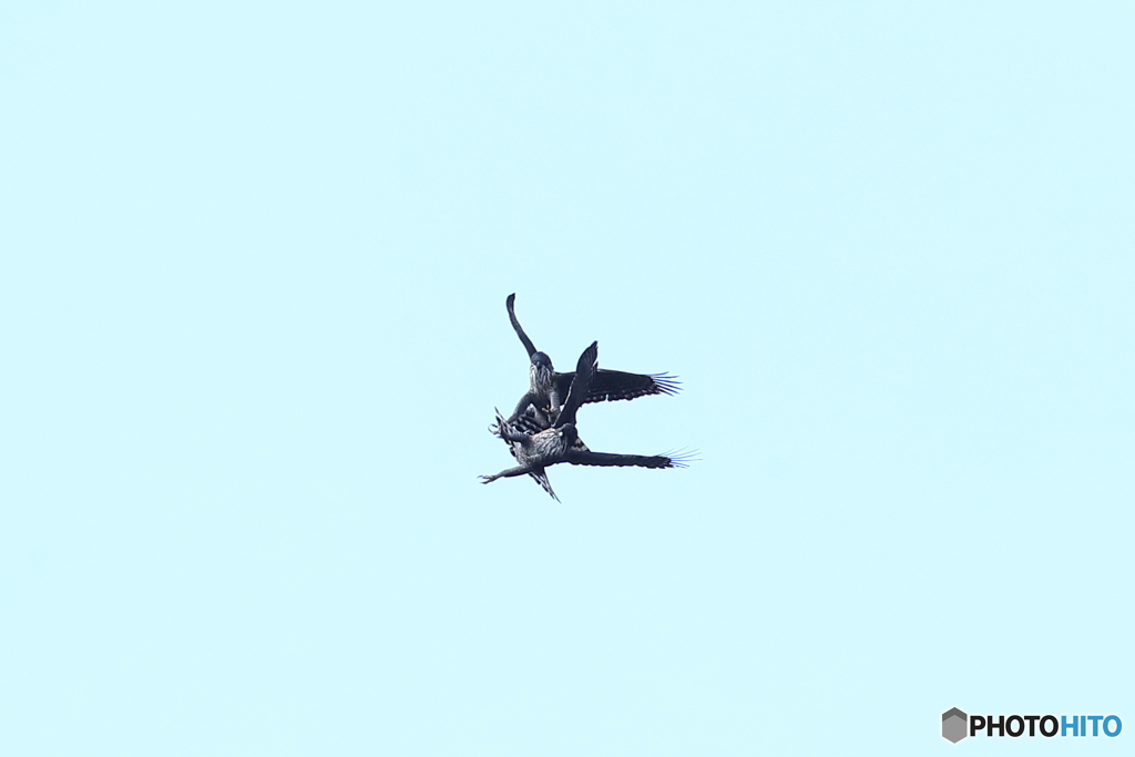 熊鷹ディスプレー