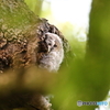 フクロウ雛1