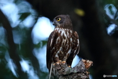 アオバズクの成鳥