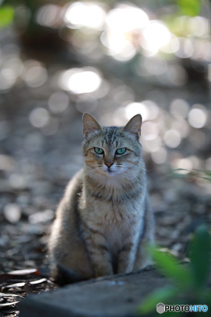 野良猫2
