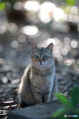 野良猫2