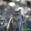 野良猫2