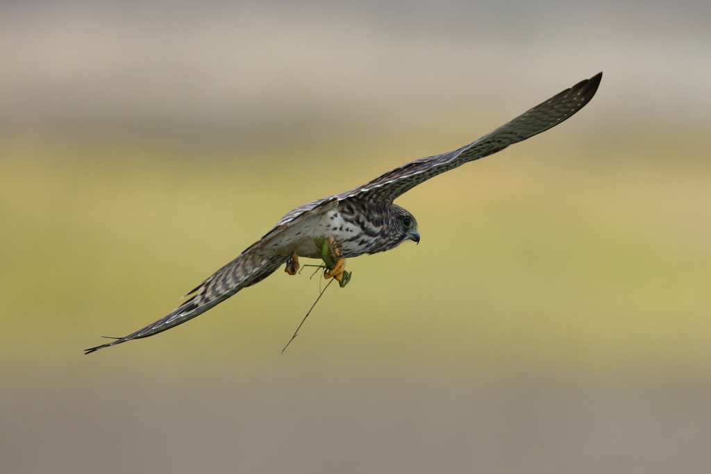 チョウゲンボウ2