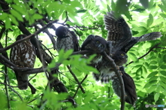 アオバズクの4兄弟2