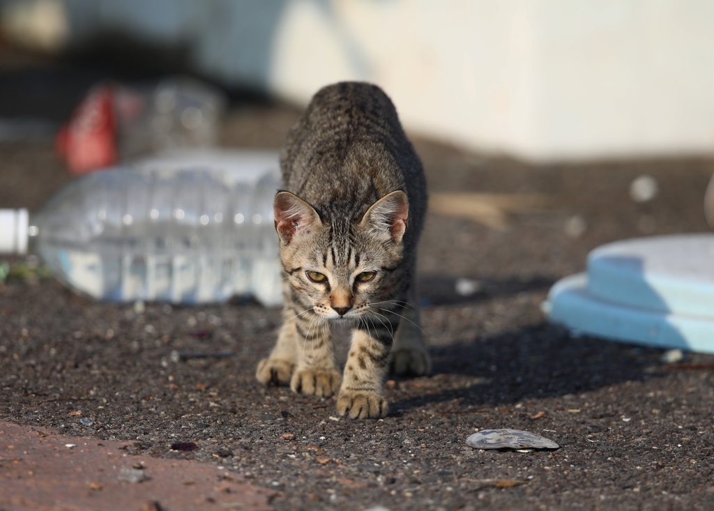 猫