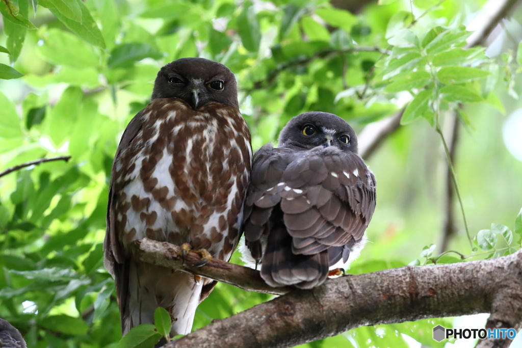アオバズク親子