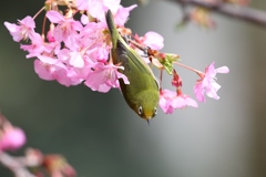 河津桜