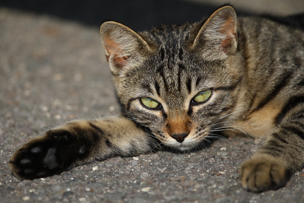 猫3