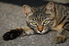 猫3