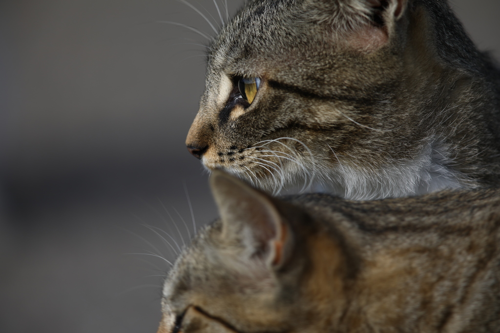 猫2