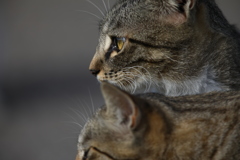 猫2