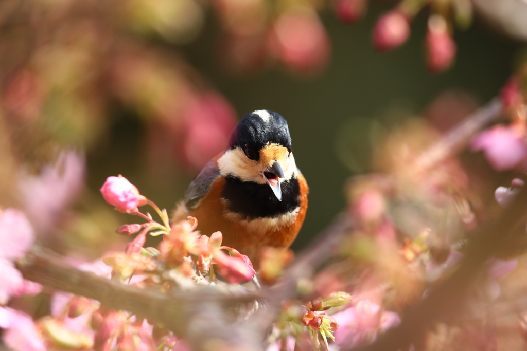 河津桜2