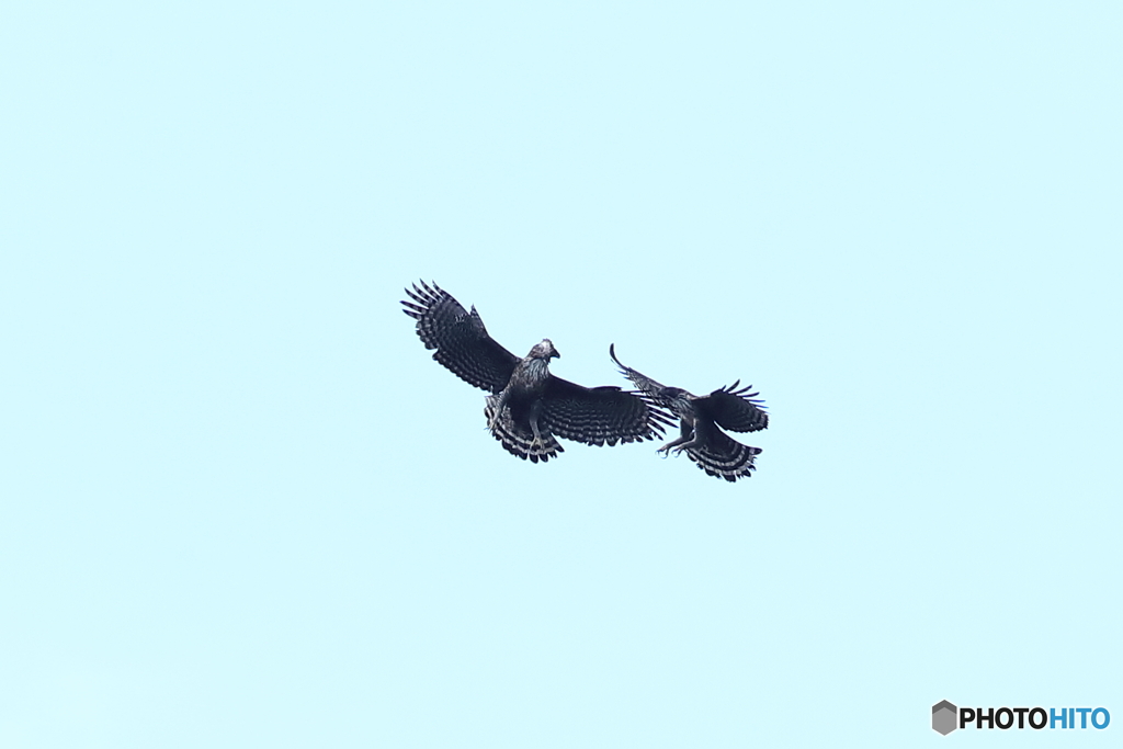 熊鷹ディスプレー