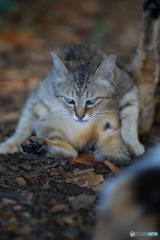 野良猫