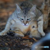 野良猫