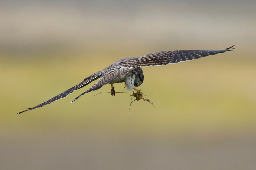 チョウゲンボウ1