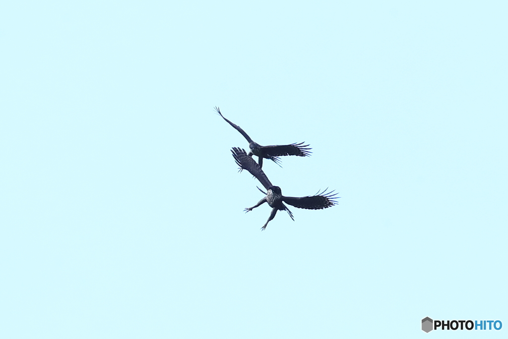 熊鷹ディスプレー